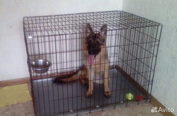 Клетка для собак №5