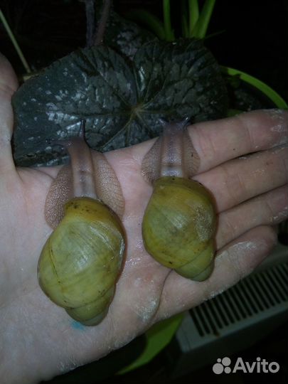 Улитки архахатина иктерика