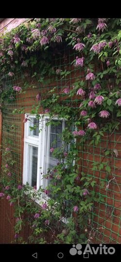 Клематис (княжик)