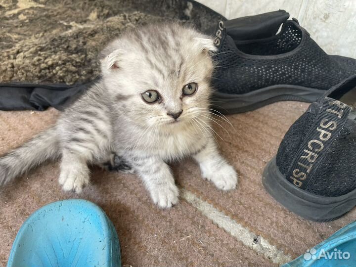 Британские котята