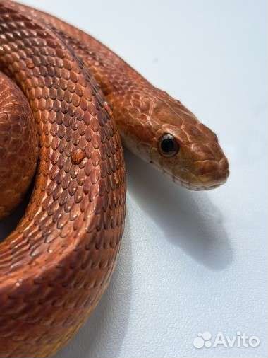 Маисовый полоз самка обмен