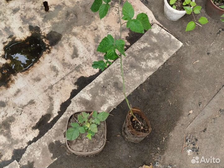 Еживика без колючек зимостойкая