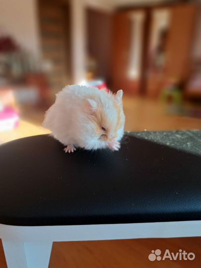 Сирийский хомяк