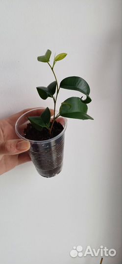 Фикус букле