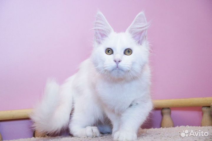 Мейн-кун котик белый солид