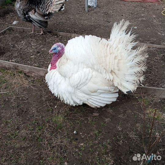 Северокавказские индюшки