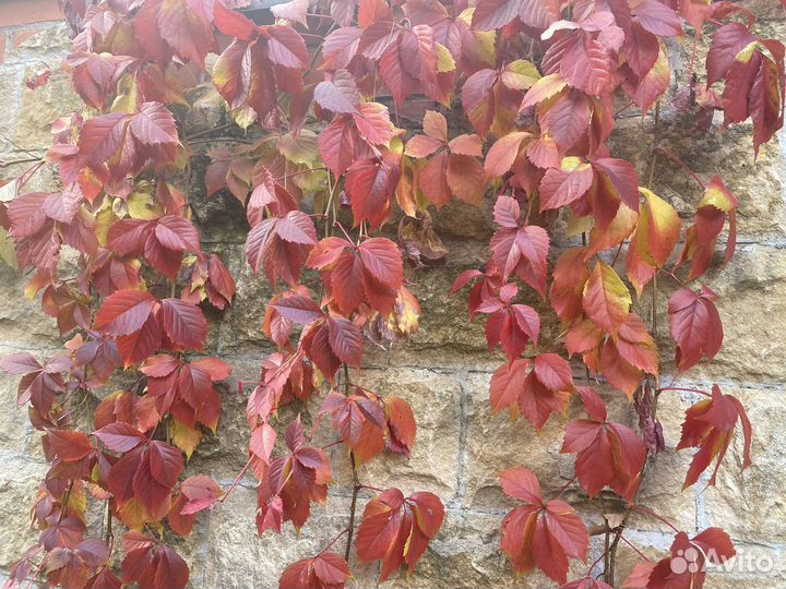 Виноград девичий