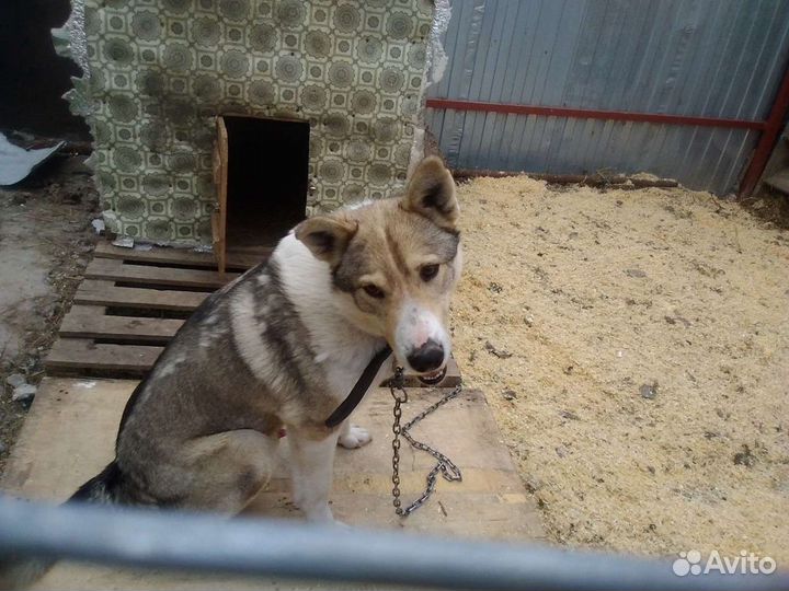 Кобель в добрые руки