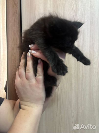 Котята мейкун