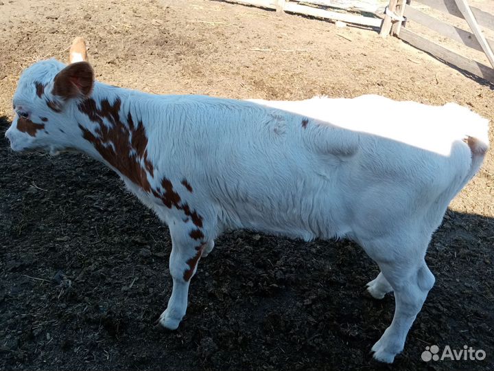 Телёнок, козы