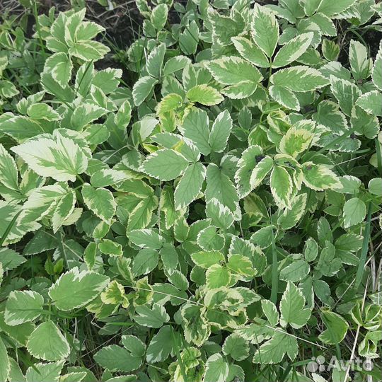 Сныть пёстролистная, многолетняя