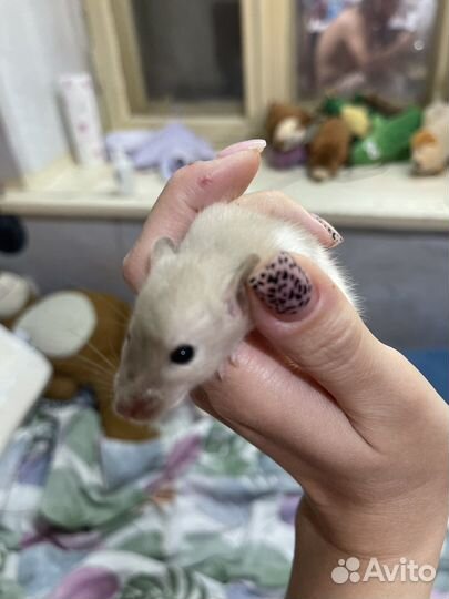 Крыса дамбо