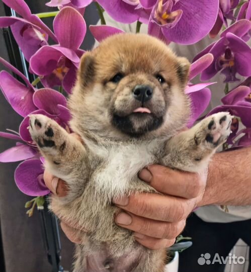 Сиба-ину