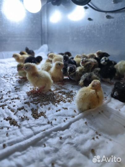 Перепела суточные и подрощенные