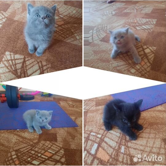 Милые пушистики ищут добрых хозяев