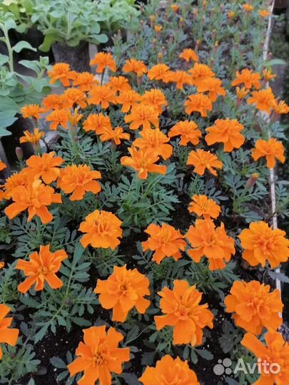 Рассада цветов