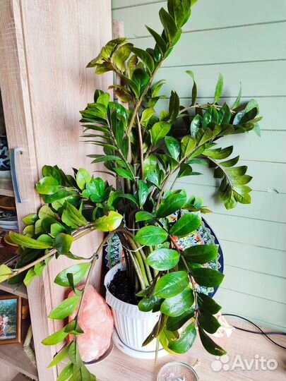 Замиокулькас