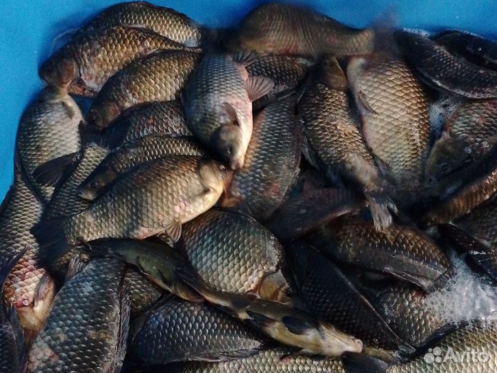 Карась живой