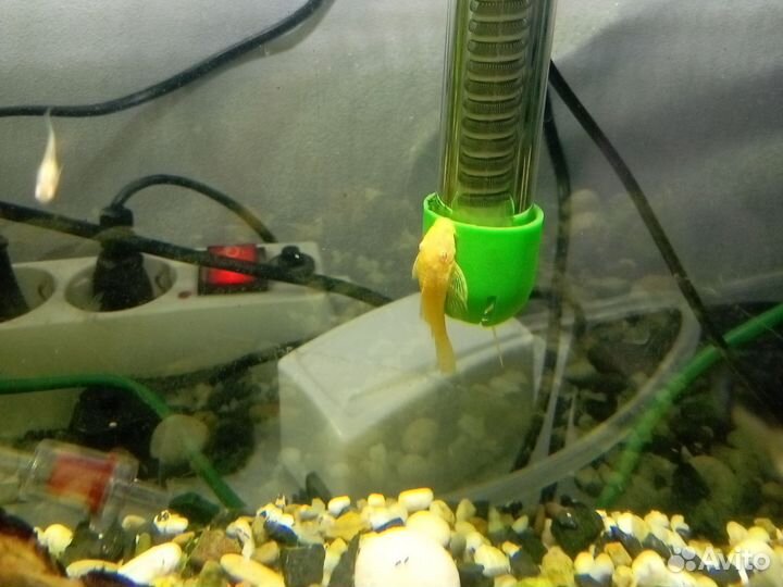 Аквариумные рыбки