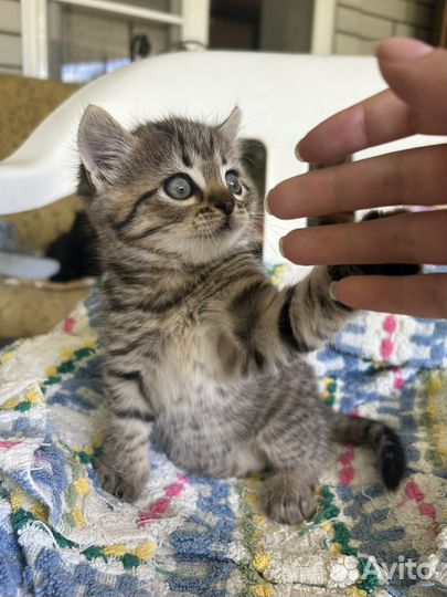 Котенок в добрые руки