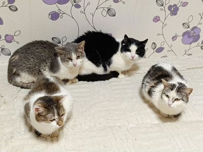 Взрослый кот в добрые руки, Санкт-Петербург