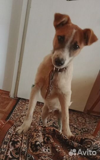 Щенок, мальчик