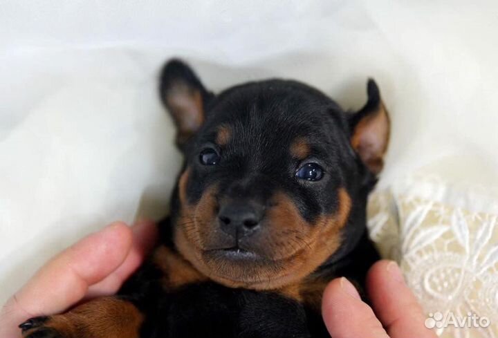 Щенки цвергпинчера