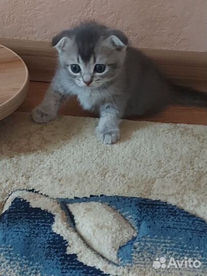 Шотландская вислоухая кошка