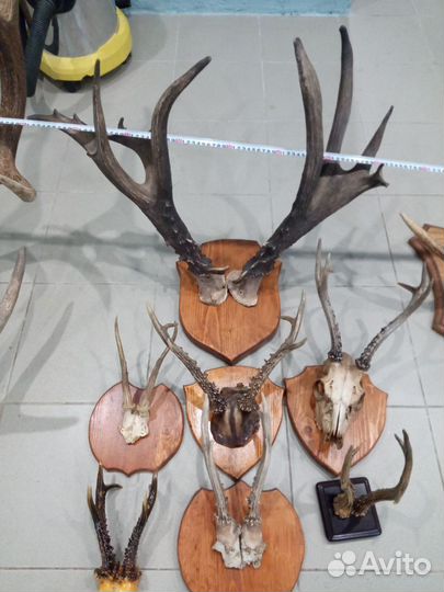 Рога лося,оленя, косули