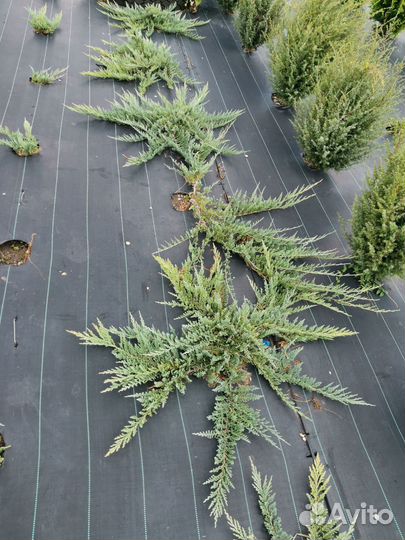 Можжевельник горизонтальный Блю Чип