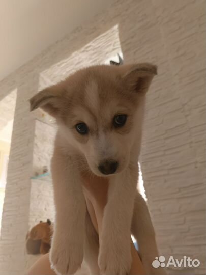 Щенки сибирской хаски