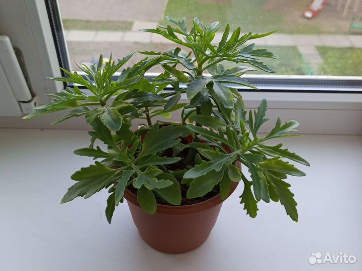 Оленьи рожки-каланхоэ рассеченный