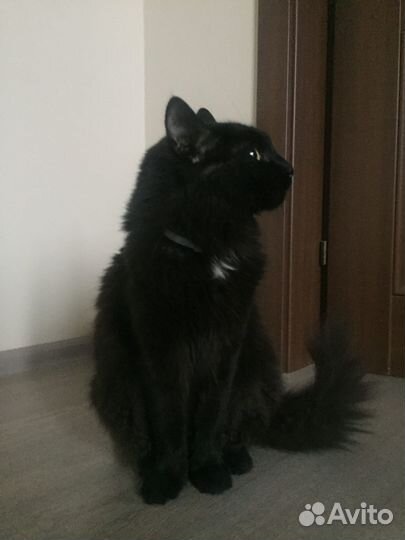 Отдам в добрые руки