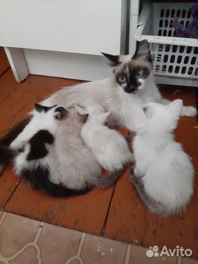 Котята в добрые руки бесплатно