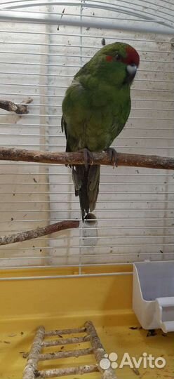 Птенцы какарики