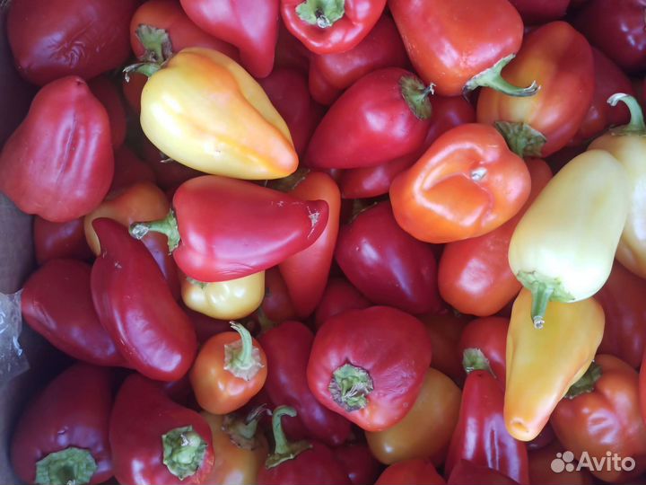 Перец болгарский