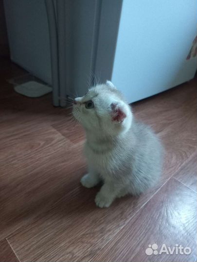 Котёнок девочка породистая