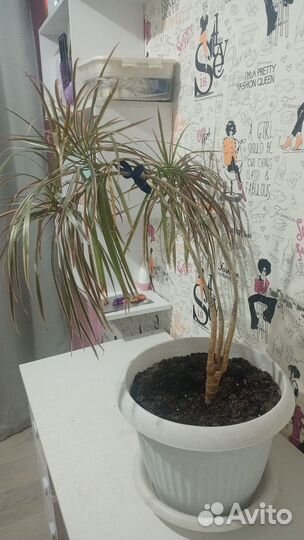 Пальма драцена