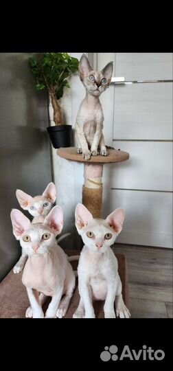 Девон-рекс. котята. цена летняя