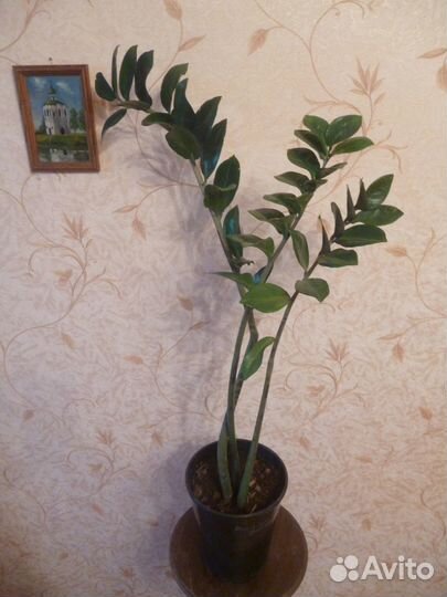 Домашние растения