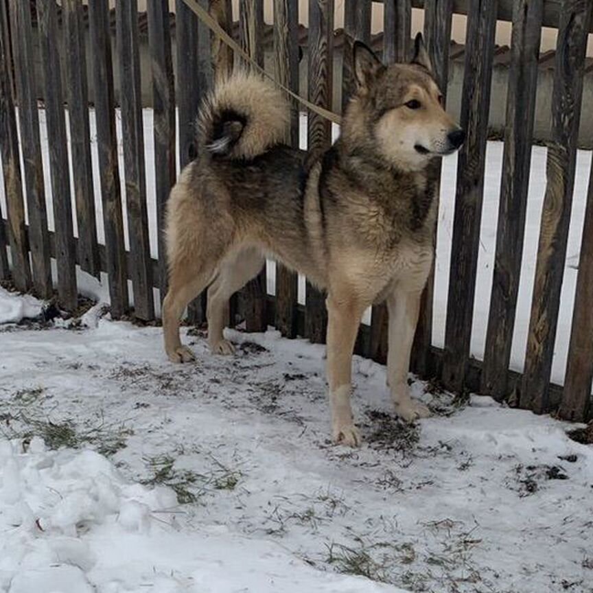 Западно сибирская лайка кобель