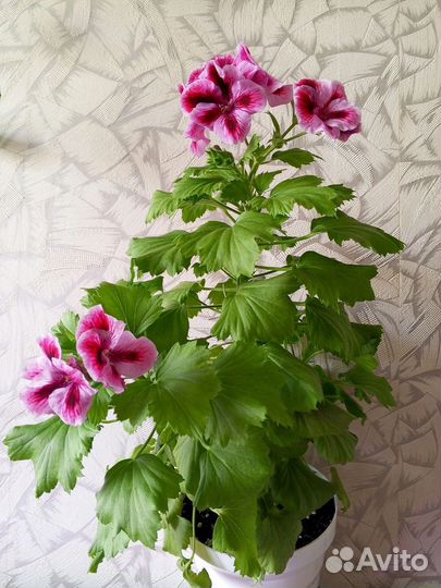 Пеларгония королевская