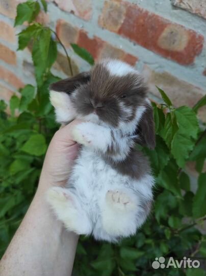 Вислоухие малыши