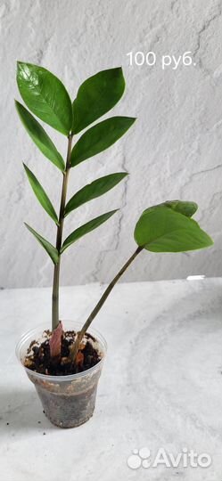 Комнатные растения