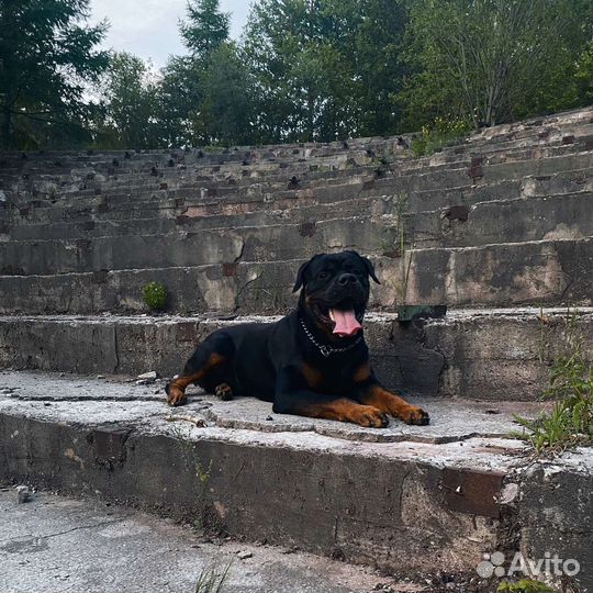 Отдам ротвейлера