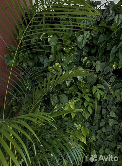 Уход за комнатными растениями