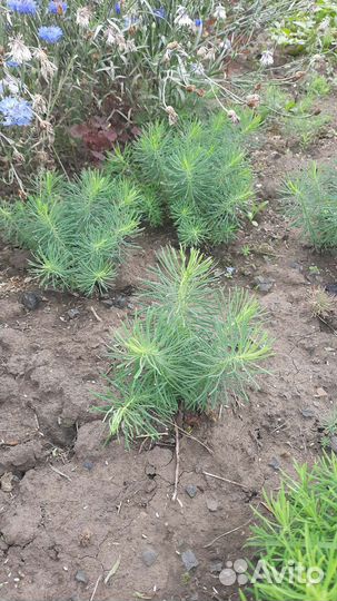 Молочай пушистик