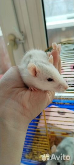 Крыса с клеткой бесплатно