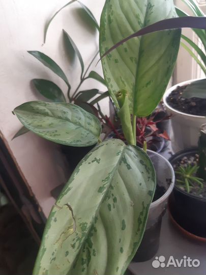 Продам цветы