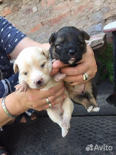 Щенки в добрые руки